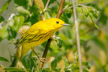Small Yellow Warbler perched on a tree on an early spring morning