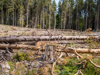 Waldsterben im Taunus in Hessen Deutschland