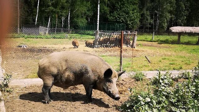 Dominant wild boar with large testicles walking in the aviary in zoo. Male with massive snout eats and sniffing. White big tusks. Side view. Paddock with mesh fence. People walk and look at animals.