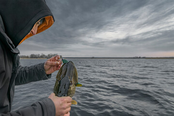 Pike fishing. Fisherman take out lure hook from muskie fish jaw
