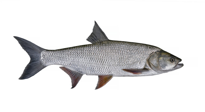Asp fish isolated on white background. Aspius fishing