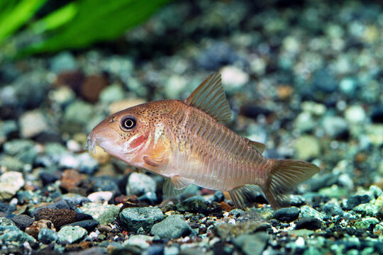 ずんぐりむっくり の画像 18 件の Stock 写真 ベクターおよびビデオ Adobe Stock