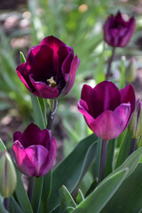 Obraz premium Four buds of dark purple tulip flowers grow in the garden. The background is blurred
