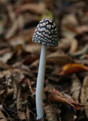 mushrooms in the forest