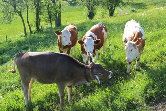 Junge Kühe auf einer saftigen Wiese im Frühling, allgäu, Bayern
