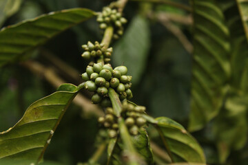 Raw Coffee beans growing on the branch