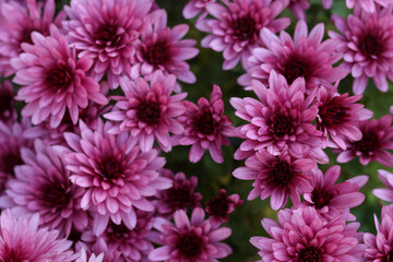 Pink Chrysanthemum selectively focused. Close up of Chrysanthemum flowers. Flower head. Bouquet of pink autumn chrysanthemum. Summer flowers. Top view. Texture and background. Floral background