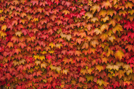 colorful leaves of wild grapes on the wall