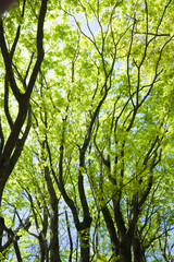 もみじの若葉と青空	