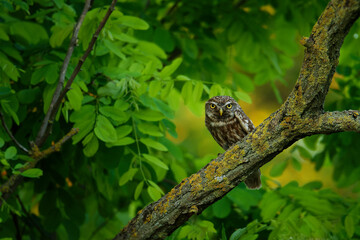 Little Owl (Athene noctua) perched on a broken roof close up enlightened by evening sun. Bird in the green forest on the east of Europe with traditional agriculture