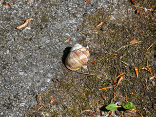 Schnecke, Schneckenhaus, Schneckenschale, Schneckengehäuse, Gastropoda, Bauchfüßer,...