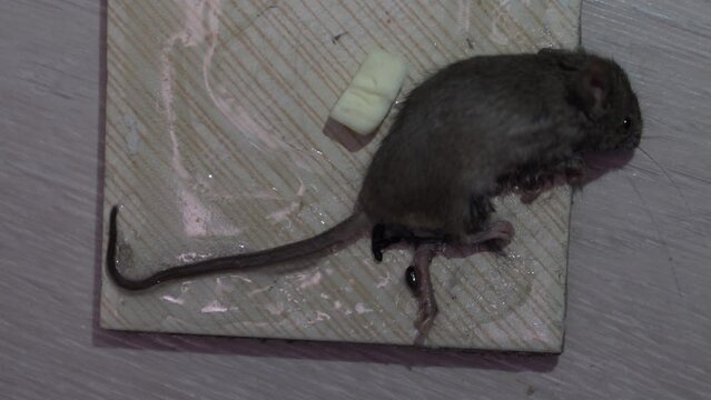 Top view of mouse trying to escape on sticky trap.