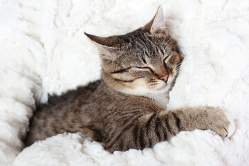 Obraz premium Little cute Cat lying on white fur and resting. Gray Kitten close up. Pet care concept. Kitten lying on a white background. Tabby. Portrait of a Cat