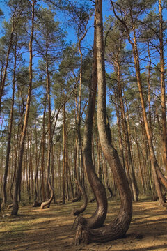 Wonders of nature - Crooked Trees or Crooked Forest (in Polish "Crooked Forest") - bent trees, Stare Czarnowo village near Gryfino, West Pomeranian Voivodeship, Poland