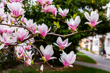 Pink and white magnolia flowers blossoming on branch