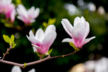 Fototapeta premium Pink and white magnolia flowers blossoming on branch