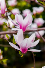 Fototapeta na wymiar Pink and white magnolia flowers blossoming on branch