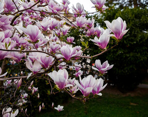 Pink and white magnolia flowers blossoming on branch