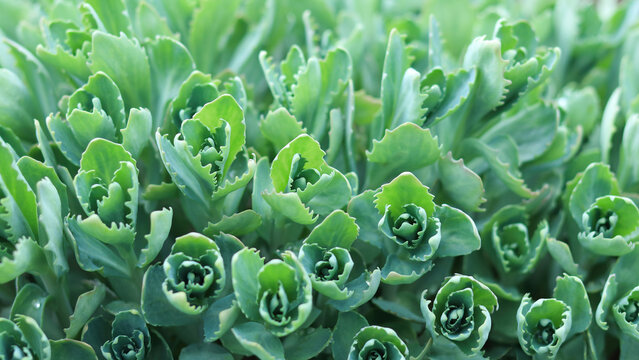 Spring flowers .Hylotelephium telephium. Sedum telephium. Orpine flowers. Sedum Stonecrop in nature. Floral wallpaper. Green little young bush top view. Sedum medicinal plant .Blurred green background