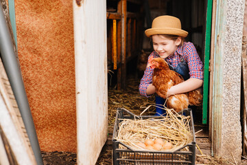 a little girl holds and strokes a red hen near a nest of eggs. laying hen. © andrey