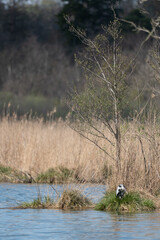 Ardea cinerea - Grey heron - Héron cendré_Paysage roselière