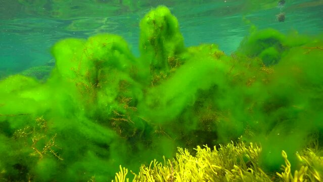Thallus of green filamentous algae growing on brown algae underwater in the ocean, algal bloom, Eastern Atlantic, Spain, Galicia