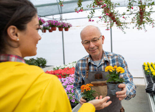 Older Man And Young Woman In Greenhouse Full Of Flowers In A Pot.