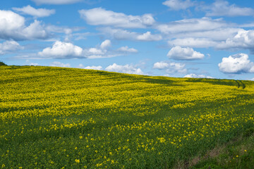 field of beautiful springtime golden flower of rapeseed, canola colza in Latin Brassica napus with sky background and beautiful clouds, rapeseed is plant for green industry