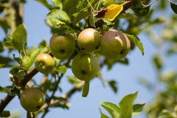 Close-up apple fruits on tree with blue sky on background