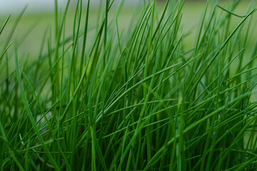 Home vegetable garden. On the bed grows green onions-batun. - a perennial herb, a species of the genus Onion