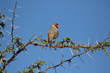 Red-headed Finch sitting in an Acacia tree, Kgalagadi, South Africa