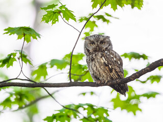 Eastern Screech Owl  Sitting on Tree Branch in Early Spring, Portrait