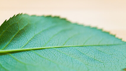 緑色の葉のマクロ写真