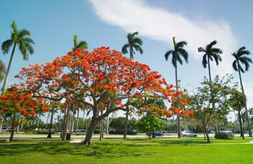 Royal Poinciana Tree Blooming in Palm Beach, Florida