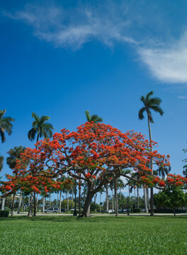 Royal Poinciana Tree Blooming in Palm Beach, Florida