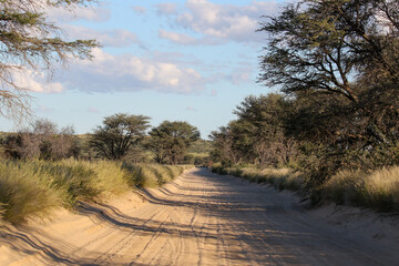 Fototapeta premium Open, dirt road in the Kgalagadi, South Africa
