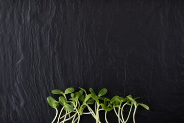 Raw fresh microgreen on black background