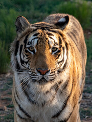 tiger closeup