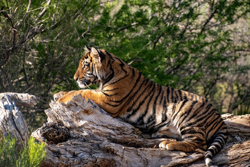 Fototapeta na wymiar tiger cub