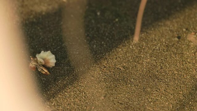 a late afternoon shot of a hermit crab walking on playa sirena beach at corcovado national park of costa rica
