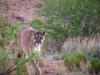 mountain lion