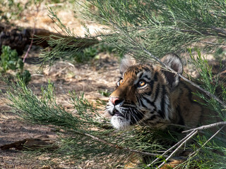 tiger with intense expression