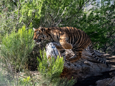 Pouncing Tiger