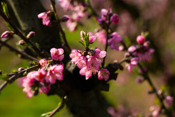 Blooming peach trees on spanish plantation at sunny spring day