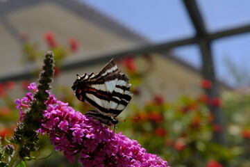 Colorful Butterflies in Butterfly Pavillion © Pramote