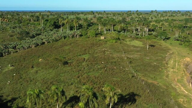 Nisibon eco park field with palm trees. Dominican Republic. Aerial top view