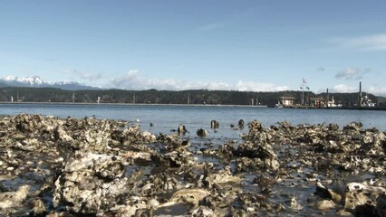 Scenic from Hood Canal, Washington on the oyster bed shores near the Olympic National Park.