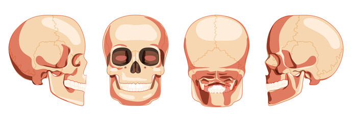 Set of Human head Skull Skeleton front back side view. Anatomically correct jaws model with teeth row. 3D realistic flat natural color concept. Vector illustration isolated on white background