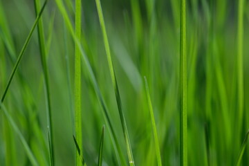 Fototapeta na wymiar Green grass close-up background. Close-up view of fresh green grass, selective focus. Grass background - selective focus. Wheaten field.