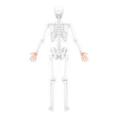 Skeleton Hands Human back view with two arm poses with partly transparent bones position. Carpals, wrist, metacarpals, phalanges 3D realistic flat concept Vector illustration of anatomy isolated